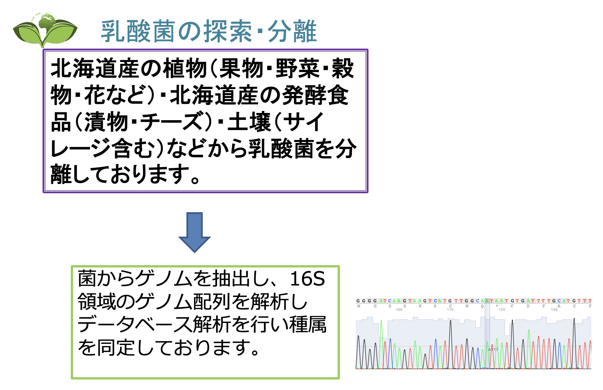 乳酸菌の探索分離