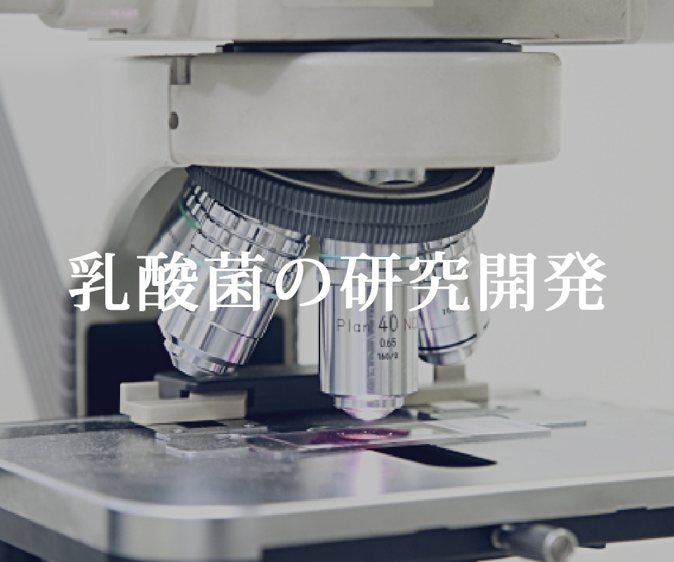 乳酸菌の研究開発