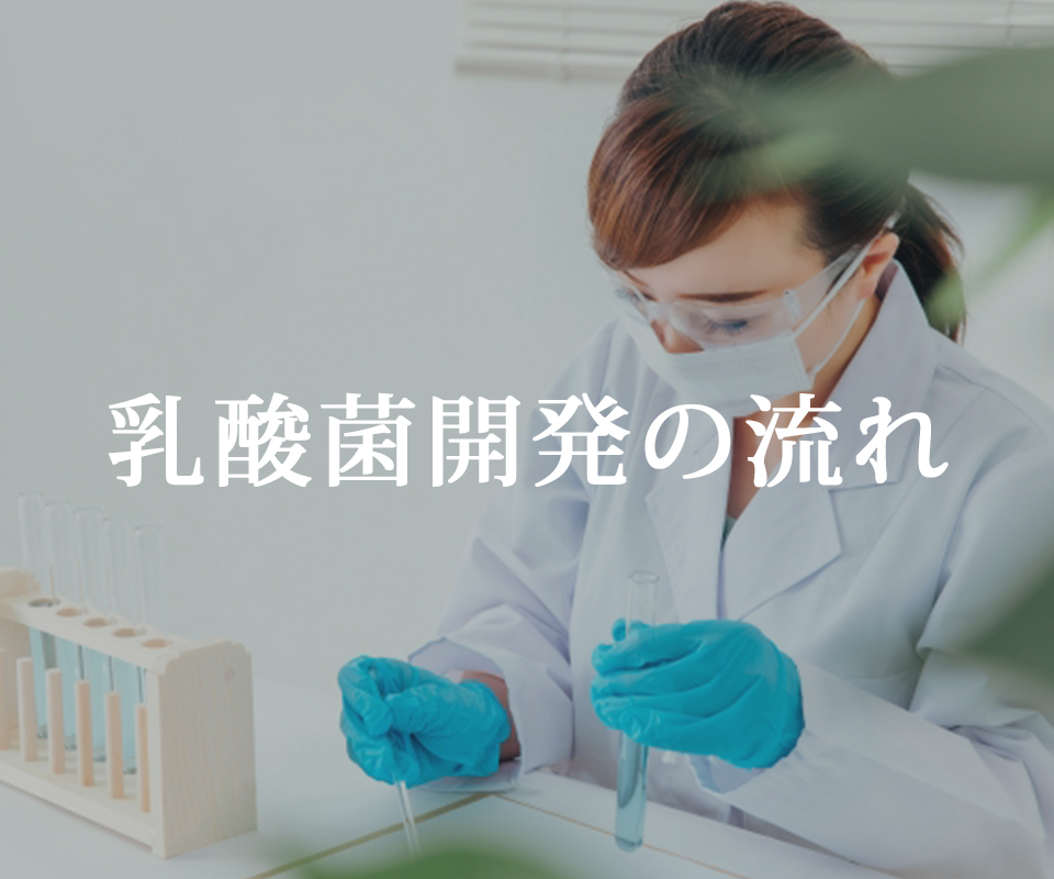 乳酸菌開発の流れ