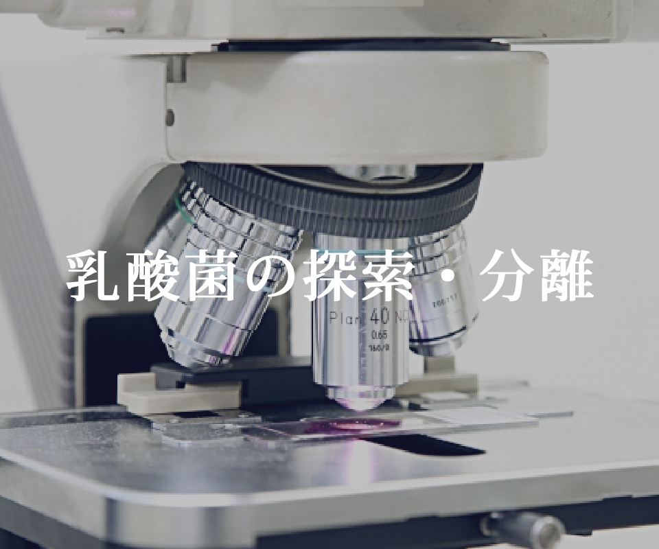 乳酸菌の探索・分離